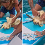 Ils trouvent une tortue coincée dans du plastique lors d'une balade en SUP : regardez le sauvetage passionnant en Sardaigne