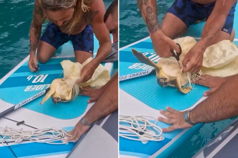 Ils trouvent une tortue coincée dans du plastique lors d'une balade en SUP : regardez le sauvetage passionnant en Sardaigne