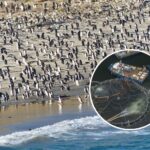 Ils veulent transformer les Malouines en une ferme salmonicole géante : l'un des derniers paradis marins est en danger