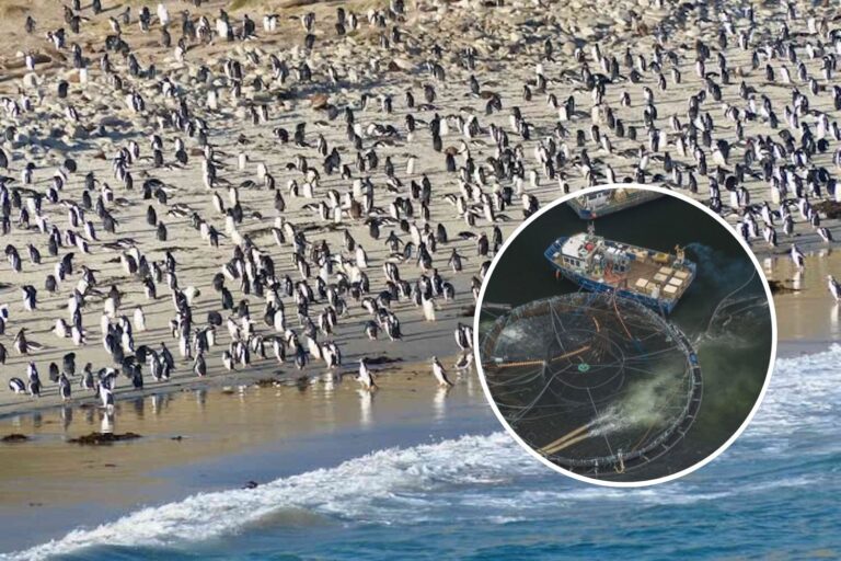Ils veulent transformer les Malouines en une ferme salmonicole géante : l'un des derniers paradis marins est en danger