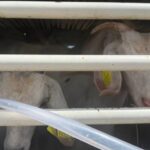 Encore 100 chèvres sauvages capturées (avec des filets de pêche) et déportées à Alicudi : arrêtons cette cruauté !