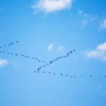 Le secret du vol en « V » des oiseaux révélé : ils économisent plus d’énergie grâce à un simple tour d’aile