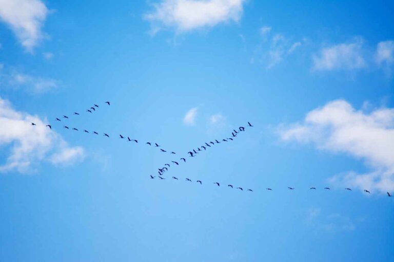 Le secret du vol en « V » des oiseaux révélé : ils économisent plus d’énergie grâce à un simple tour d’aile