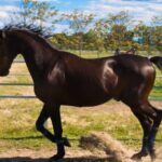 Adieu au cheval légendaire Varenne, le meilleur trotteur de tous les temps, décédé à l'âge de 31 ans : il pourra enfin courir librement