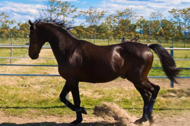 Adieu au cheval légendaire Varenne, le meilleur trotteur de tous les temps, décédé à l'âge de 31 ans : il pourra enfin courir librement