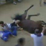 Au Palio de Sienne, Nicchio gagne après 28 ans, mais tombe avec le jockey Tittia (blessé à la tête)