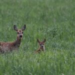 La chasse sanglante aux chevreuils commence en Toscane : les femelles et leurs petits peuvent également être tués