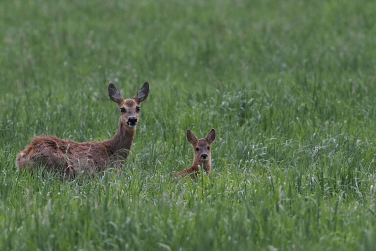 La chasse sanglante aux chevreuils commence en Toscane : les femelles et leurs petits peuvent également être tués