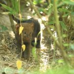 Avez-vous déjà vu le rare « chat loutre » ? Le chiot jaguarundi né dans le parc de La Torbiera est adorable (mais il ne connaît pas les forêts)