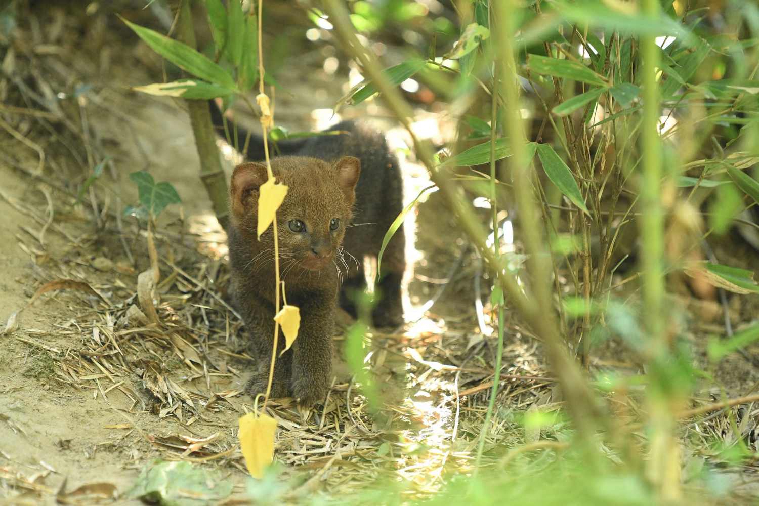 Jaguarundi