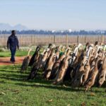 Rien que des pesticides ! Ce vignoble s’appuie sur une « armée » de canards pour éloigner les nuisibles (et leur marche est spectaculaire)