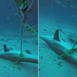 Des plongeurs sauvent deux requins piégés dans des engins de pêche aux Maldives : la libération passionnante (et la lutte pour la survie)