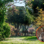 Un loup aperçu dans le centre-ville de Riccione: la Commune ferme trois parcs le soir et la nuit