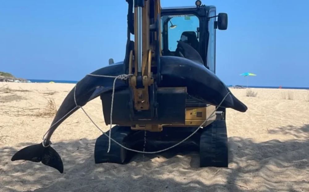 La mère dauphin accouche grâce à l'aide de nageurs en Sardaigne, mais meurt ensuite (et le petit est accueilli par le groupe)