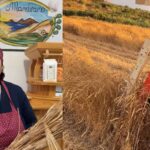 Vingt épis de maïs conservés il y a des décennies par mon grand-père ont ramené ce grain ancien dans les champs de Lipari
