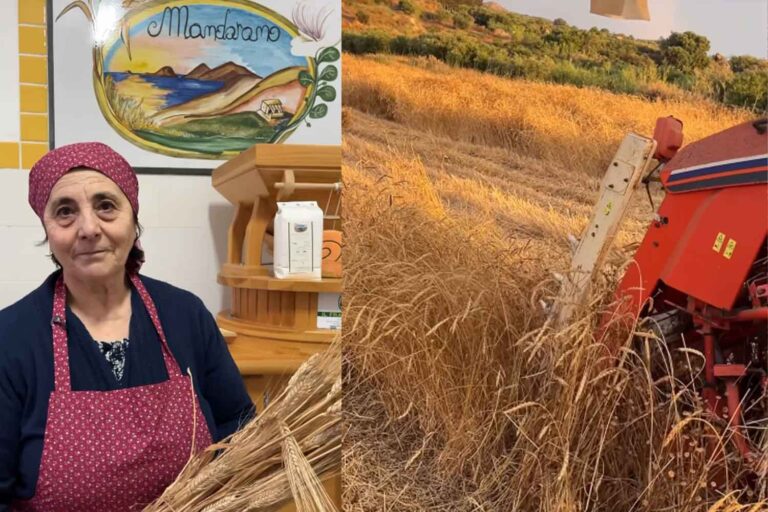 Vingt épis de maïs conservés il y a des décennies par mon grand-père ont ramené ce grain ancien dans les champs de Lipari