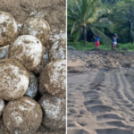 Surprendre! Le Panama célèbre le retour des tortues luth géantes, qui nichent après près de 30 ans