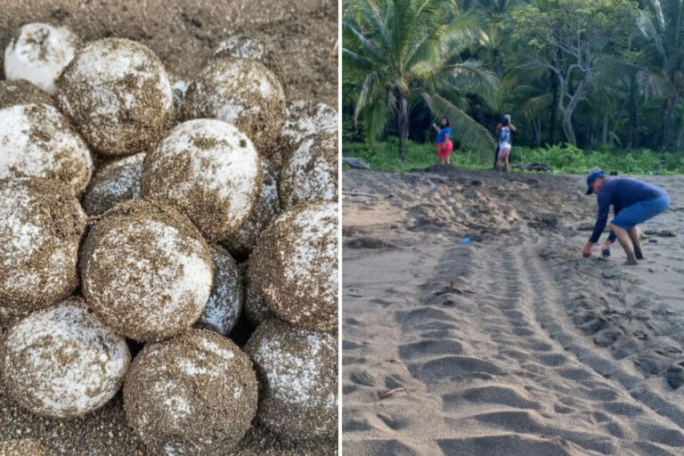 Surprendre! Le Panama célèbre le retour des tortues luth géantes, qui nichent après près de 30 ans
