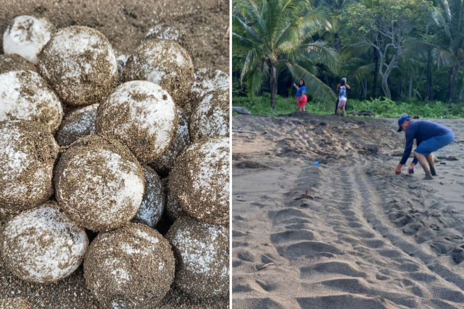 Tartarughe Panama