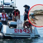 Des milliers de poulpes d'élevage sont sur le point d'être relâchés dans l'Adriatique pour contrer l'invasion du crabe bleu