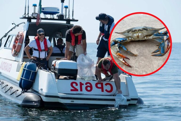 Des milliers de poulpes d'élevage sont sur le point d'être relâchés dans l'Adriatique pour contrer l'invasion du crabe bleu