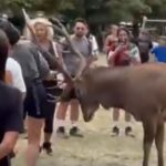 Ils s'approchent trop d'un cerf et l'animal les attaque : le maire de Scanno répond par une ordonnance contre le « tourisme grossier »