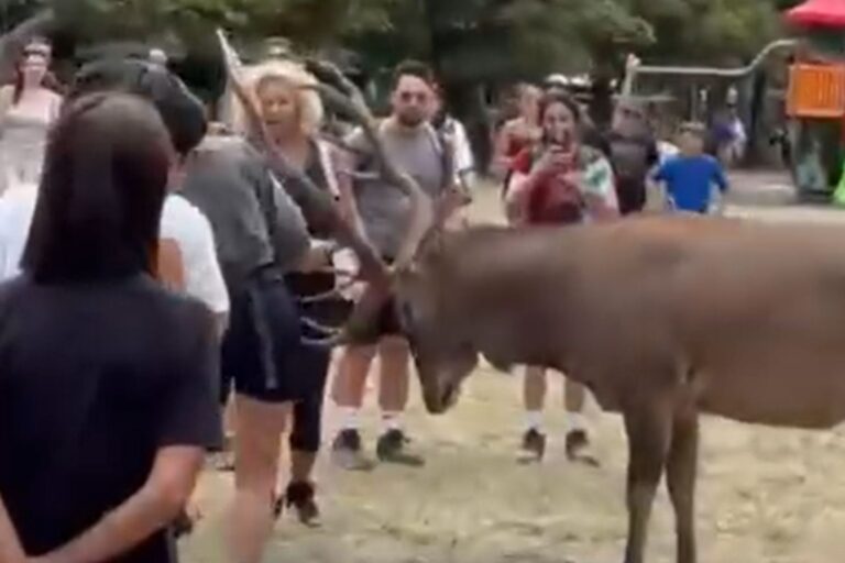 Ils s'approchent trop d'un cerf et l'animal les attaque : le maire de Scanno répond par une ordonnance contre le « tourisme grossier »