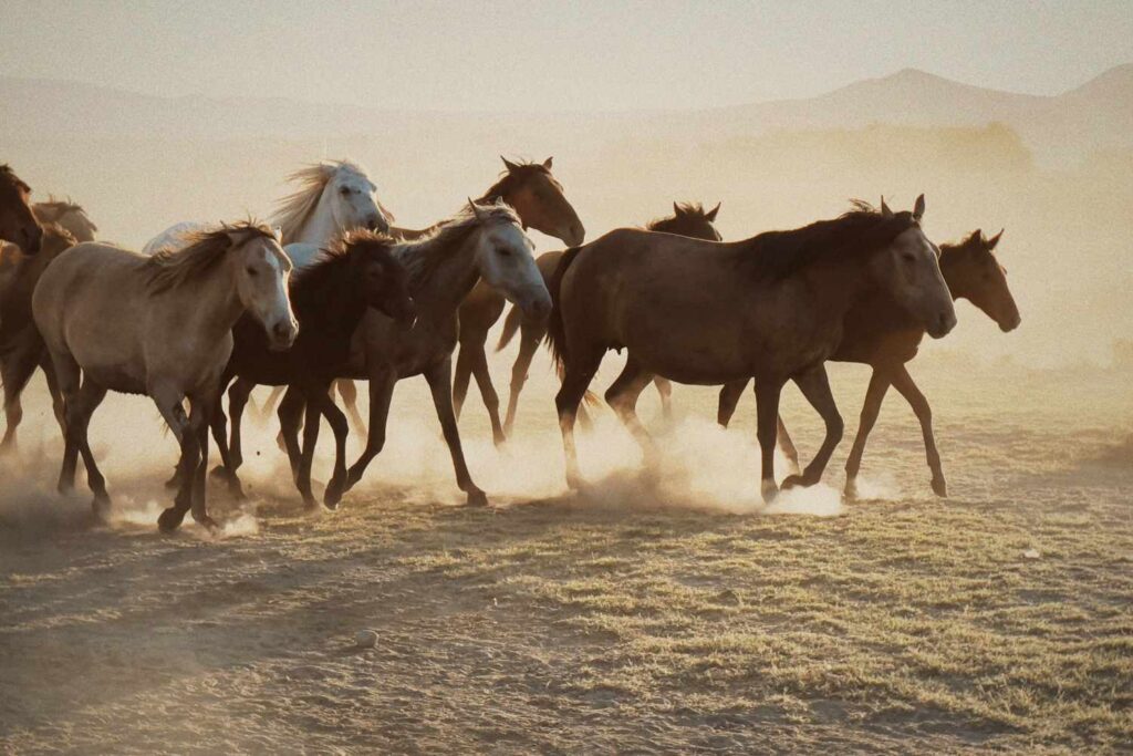 Mustang macello