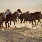 De la liberté à l'abattage, Trump trahit les chevaux sauvages (protégés par la loi) : l'enquête choc sur les mustangs