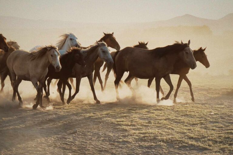 De la liberté à l'abattage, Trump trahit les chevaux sauvages (protégés par la loi) : l'enquête choc sur les mustangs