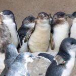 Urgence contre la grippe aviaire en Australie : début du plan de vaccination pour 5 000 petits manchots bleus après de nombreuses infections