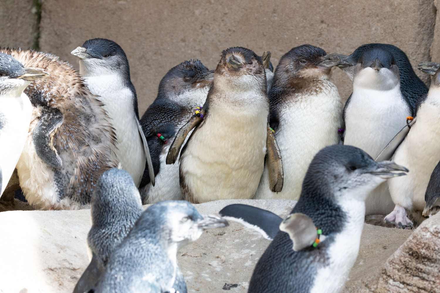 Pinguini vaccinazione aviaria