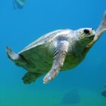 Pourquoi les tortues marines piquent-elles les nageurs dans les Pouilles ? Les experts expliquent les raisons (et que faire)