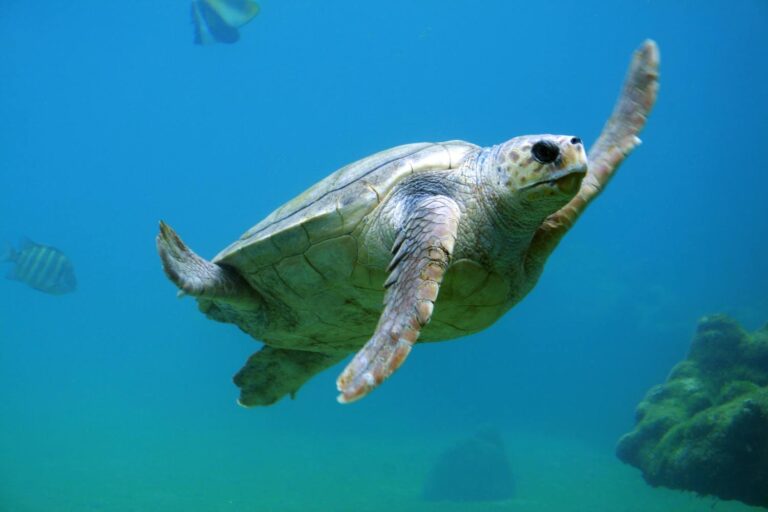 Pourquoi les tortues marines piquent-elles les nageurs dans les Pouilles ? Les experts expliquent les raisons (et que faire)