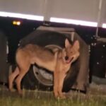 Gianni, le loup « confident » qui errait depuis des mois dans la région de Crémone, a été capturé : où sera-t-il emmené ?