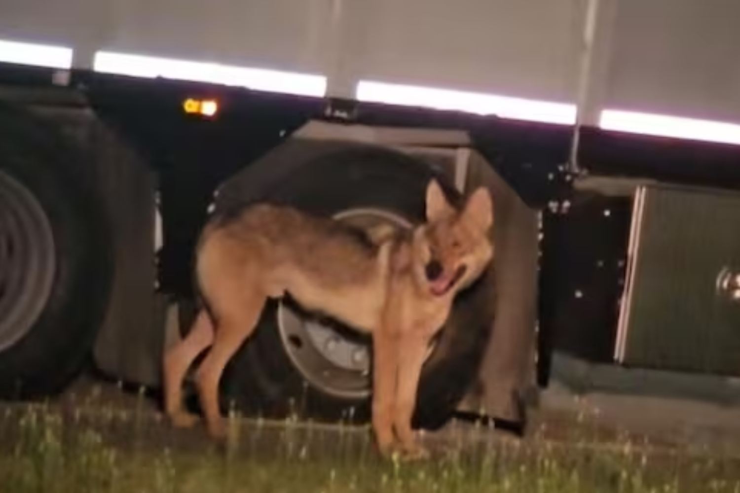 Gianni, le loup « confident » qui errait depuis des mois dans la région de Crémone, a été capturé : où sera-t-il emmené ?