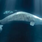 La mort du béluga Peekachu, après son transfert depuis Marineland, nous montre toute l'inhumanité d'une existence dans un tank.