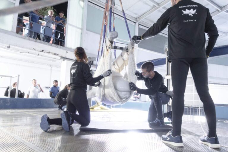 Sauvés de l'euthanasie mais pas de la captivité : 2 autres bélugas et 4 dauphins de Marineland ont été transférés dans un aquarium