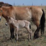 Extraordinaire! Un cheval de Przewalski est né dans les steppes du Kazakhstan – le premier depuis 200 ans