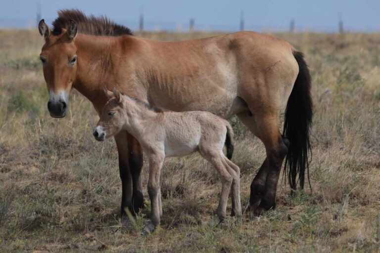 Extraordinaire! Un cheval de Przewalski est né dans les steppes du Kazakhstan – le premier depuis 200 ans