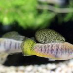 Cette rivière est tellement polluée qu'elle détruit l'odorat des poissons et les pousse à s'accoupler avec la mauvaise espèce.