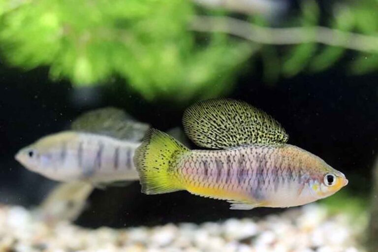 Cette rivière est tellement polluée qu'elle détruit l'odorat des poissons et les pousse à s'accoupler avec la mauvaise espèce.