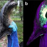 L’oiseau « le plus dangereux du monde » ? Il possède une grande crête qui devient fluorescente sous les rayons UV.