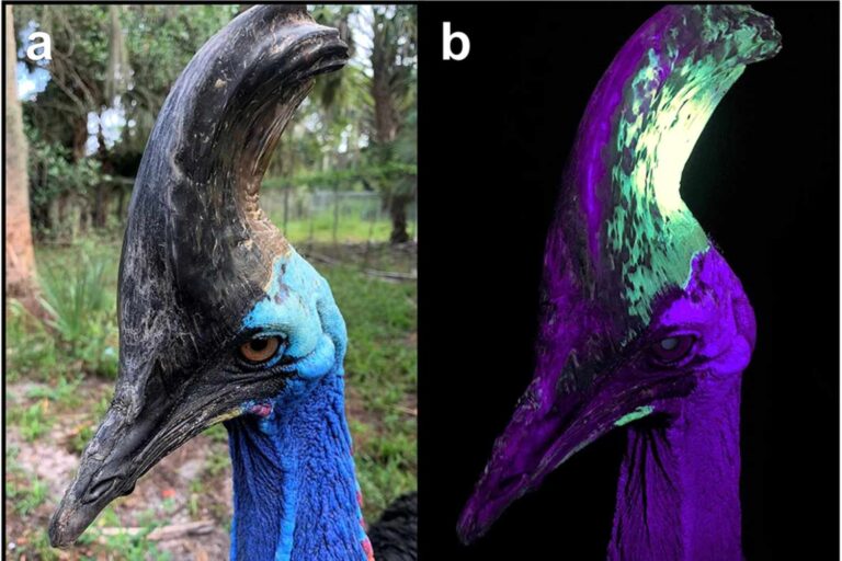 L’oiseau « le plus dangereux du monde » ? Il possède une grande crête qui devient fluorescente sous les rayons UV.