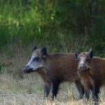 Le cauchemar de la peste porcine africaine revient à Rome : le premier cas sur un sanglier confirmé, la zone rouge est déclenchée