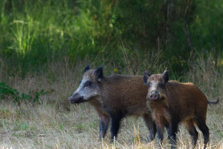 Le cauchemar de la peste porcine africaine revient à Rome : le premier cas sur un sanglier confirmé, la zone rouge est déclenchée
