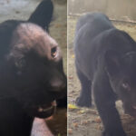 Parthénope, un adorable petit jaguar, est née au zoo de Naples (mais elle vivra éternellement loin de son habitat)