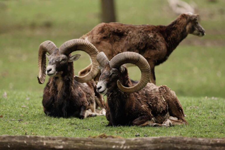 Le massacre commence dans le Trentin : feu vert à la chasse au mouflon, des milliers de cerfs, chamois et chevreuils peuvent également être tués