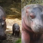 A 55 ans, l'hippopotame Camilla est devenue mère de son 15ème chiot : naissance record à Bussolengo (mais malheureusement en captivité)