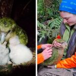 Du bord de l'extinction au boom des naissances du kākāpō : le légendaire perroquet incapable de voler dépasse les 320 spécimens